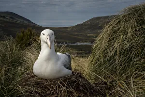 Southern royal albatross (Diomedea epomophora), sits on a nest between tussock grasses Southern royal albatross (Diomedea epomophora), sits on a nest between tussock grasses