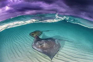 Southern stingray (Dasyatis americana) two swimming over sand bar, under stormy sky Southern stingray (Dasyatis americana) two swimming over sand bar, under stormy sky