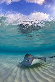 Southern stingray (Hypanus americanus) swimming over ripples on sandbar, Grand Cayman Southern stingray (Hypanus americanus) swimming over ripples on sandbar, Grand Cayman