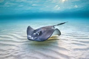 Southern stingray (Hypanus americanus) female swimming over a shallow sand bank, under morning sun Southern stingray (Hypanus americanus) female swimming over a shallow sand bank, under morning sun