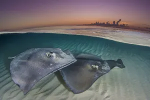 Southern stingrays (Hypanus americanus) swimming over a sand bar in the early morning Southern stingrays (Hypanus americanus) swimming over a sand bar in the early morning