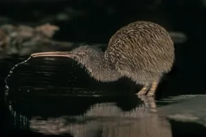 Southern Tokoeka / Stewart Island Brown Kiwi (Apteryx australis lawryi) female drinking Southern Tokoeka / Stewart Island Brown Kiwi (Apteryx australis lawryi) female drinking
