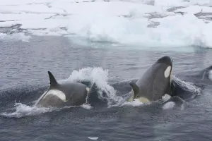Southern Type B Killer whales (Orcinus orca) hunting Weddell seal (Leptonychotes Southern Type B Killer whales (Orcinus orca) hunting Weddell seal (Leptonychotes