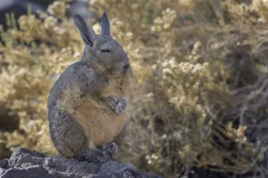 Southern Viscacha (Lagidium viscacia) at rest, Isla Incahuasi in the Salar de Uyuni Southern Viscacha (Lagidium viscacia) at rest, Isla Incahuasi in the Salar de Uyuni