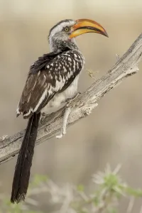 Southern yellow billed hornbill (Tockus leucomelas) perched on branch, Etosha National Park Southern yellow billed hornbill (Tockus leucomelas) perched on branch, Etosha National Park