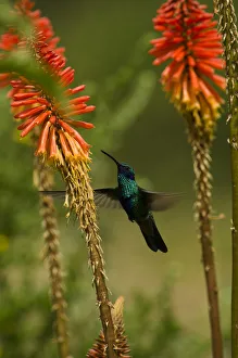 Sparkling violetear hummingbird (Colibri coruscans) at base of Chimborazo Volcano Sparkling violetear hummingbird (Colibri coruscans) at base of Chimborazo Volcano