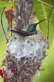 Sparkling violetear hummingbird (Colibri coruscans) incubating eggs at nest, Andean cloud forest Sparkling violetear hummingbird (Colibri coruscans) incubating eggs at nest, Andean cloud forest