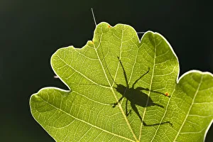 Speckled bush cricket (Leptophyes punctatissima) outline seen through backlit oak leaf Speckled bush cricket (Leptophyes punctatissima) outline seen through backlit oak leaf