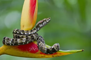 Speckled forest pit viper (Bothriopsis taeniata) on heliconia, Yasuni National Park Speckled forest pit viper (Bothriopsis taeniata) on heliconia, Yasuni National Park