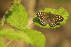 Speckled wood butterfly (Pararge aegeria) on Bramble (Rubus fructicosus) leaves, Gamlingay Wood Speckled wood butterfly (Pararge aegeria) on Bramble (Rubus fructicosus) leaves, Gamlingay Wood