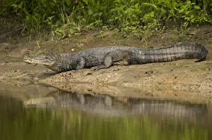 Spectacled Caiman {Caiman crocodilus} on river bank, Rio Yanayacu, Pacaya-Samiria National Park Spectacled Caiman {Caiman crocodilus} on river bank, Rio Yanayacu, Pacaya-Samiria National Park