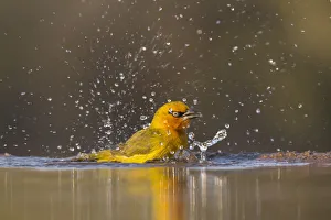 Spectacled weaver (Ploceus ocularis) bathing, Zimanga Private Game Reserve, KwaZulu-Natal Spectacled weaver (Ploceus ocularis) bathing, Zimanga Private Game Reserve, KwaZulu-Natal