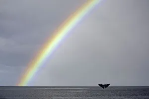 Sperm whale (Physeter macrocephalus) tail fluke above water as it dives below a rainbow Sperm whale (Physeter macrocephalus) tail fluke above water as it dives below a rainbow
