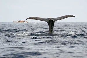 Sperm whale (Physeter macrocephalus) fluke with a whale watching boat in the distance Sperm whale (Physeter macrocephalus) fluke with a whale watching boat in the distance