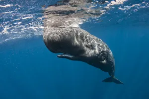 Sperm whale (Physeter macrocephalus) resting just beneath surface, Faial Island, Azores Sperm whale (Physeter macrocephalus) resting just beneath surface, Faial Island, Azores