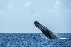 Cetacean Animal Pictures Prints: Sperm whale (Physeter macrocephalus) breaching, Dominica, Caribbean Sea