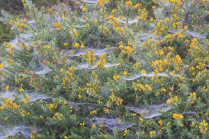 Spider webs covered in dew, on a flowering Gorse bush, Peak District National Park Spider webs covered in dew, on a flowering Gorse bush, Peak District National Park