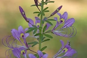 Spiderplant (Cleome hirta) flowerhead.Patterns on two banner petals serve as nectar guides Spiderplant (Cleome hirta) flowerhead.Patterns on two banner petals serve as nectar guides