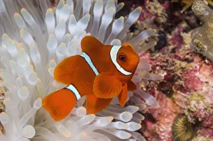 Spinecheek anemonefish (Premnas biaculeatus) male with bleached anemone, Bunaken National Park Spinecheek anemonefish (Premnas biaculeatus) male with bleached anemone, Bunaken National Park