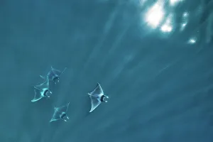 Spinetail devil ray (Mobula mobular), four with rays of light and sparkle of sun on water Spinetail devil ray (Mobula mobular), four with rays of light and sparkle of sun on water