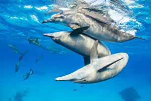 Spinner dolphin (Stenella longirostris) pod socialising close to surface Spinner dolphin (Stenella longirostris) pod socialising close to surface