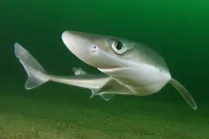 Spiny dogfish (Squalus acanthias) portrait. Rhode Island, New England, USA. August Spiny dogfish (Squalus acanthias) portrait. Rhode Island, New England, USA. August