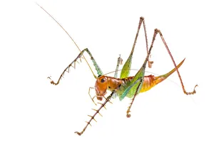 Spiny predatory katydid (Listroscelis sp) photographed on a white background in mobile field studio Spiny predatory katydid (Listroscelis sp) photographed on a white background in mobile field studio