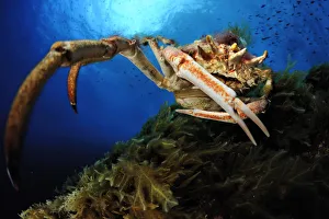 Spiny spider crab (Maja squinado) Malta, Mediteranean, May 2009 Spiny spider crab (Maja squinado) Malta, Mediteranean, May 2009