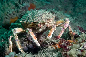 Spiny spider crab {Maja squinado} on seabed, Channel Islands, UK Spiny spider crab {Maja squinado} on seabed, Channel Islands, UK