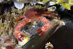 Spiny Squat lobster (Galathea strigosa) climbing on top of a mussel, Saltstraumen Spiny Squat lobster (Galathea strigosa) climbing on top of a mussel, Saltstraumen