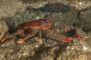 Spiny Squat Lobster (Galathea strigosa) St Abbs Voluntary Marine Reserve, Scotland (North Sea) Spiny Squat Lobster (Galathea strigosa) St Abbs Voluntary Marine Reserve, Scotland (North Sea)