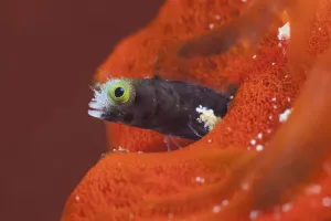 Spinyhead Blenny (Acanthemblemaria spinosa), Cienaga de Zapata National Park Spinyhead Blenny (Acanthemblemaria spinosa), Cienaga de Zapata National Park