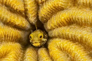 Spinyhead blenny (Acanthemblemaria spinosa) peeking out from a hole inhard coral, Bonaire, Lesser Antiles Spinyhead blenny (Acanthemblemaria spinosa) peeking out from a hole inhard coral, Bonaire, Lesser Antiles