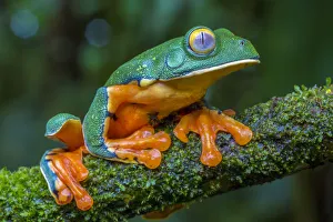 Splendid leaf frog (Cruziohyla calcarifer) La Selva Field Station, Costa Rica Splendid leaf frog (Cruziohyla calcarifer) La Selva Field Station, Costa Rica