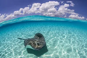 Split level image of a Southern stingray (Dasyatis americana) swimming over a sand bar Split level image of a Southern stingray (Dasyatis americana) swimming over a sand bar
