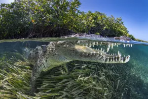 Split level photo of an American crocodile (Crocodylus acutus Split level photo of an American crocodile (Crocodylus acutus