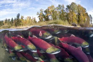 A split level photo of group of Sockeye salmon (Oncorhynchus nerka A split level photo of group of Sockeye salmon (Oncorhynchus nerka
