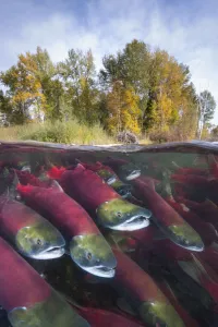 A split level photo of group of Sockeye salmon (Oncorhynchus nerka) fighting their A split level photo of group of Sockeye salmon (Oncorhynchus nerka) fighting their