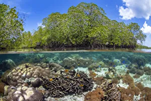 Split level photo of mangrove scenery, with hard corals ( including Goniopora sp Split level photo of mangrove scenery, with hard corals ( including Goniopora sp