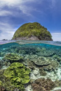 Split level with Table corals (Acropora spp.) growing close to an island Split level with Table corals (Acropora spp.) growing close to an island