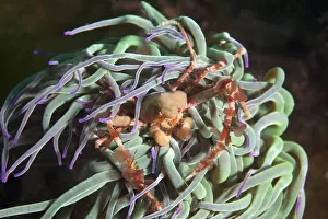 Sponge crab (Inachus sp) hiding in anemone, Channel Islands, UK June Sponge crab (Inachus sp) hiding in anemone, Channel Islands, UK June
