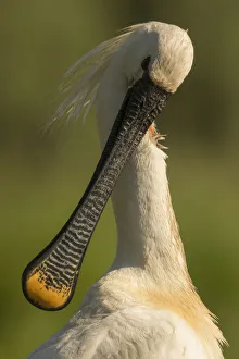 Spoonbill (Platalea leucorodia) preening, close up. Hungary. May Spoonbill (Platalea leucorodia) preening, close up. Hungary. May