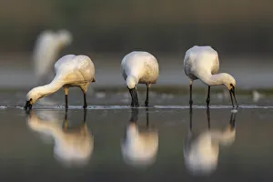 Three Spoonbills (Platalea leucorodia) feeding in shallow pond Three Spoonbills (Platalea leucorodia) feeding in shallow pond