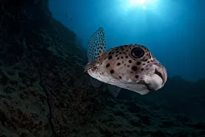 Popular themes/weird ugly creatures/spotfin burrfish chilomycterus reticulatus Popular themes/weird ugly creatures/spotfin burrfish chilomycterus reticulatus