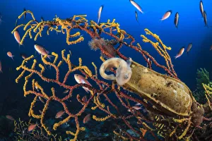Spotted catshark (Scyliorhinus canicula) just hatched from egg case that is on Seafan Spotted catshark (Scyliorhinus canicula) just hatched from egg case that is on Seafan