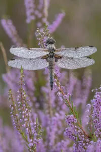 Four spotted chaser (Libellula quadrimaculata) on Common heather (Calluna vulgaris), Klein Schietveld Nature Reserve Four spotted chaser (Libellula quadrimaculata) on Common heather (Calluna vulgaris), Klein Schietveld Nature Reserve