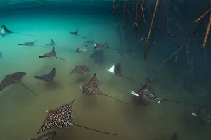 Spotted eagle rays (Aetobatus narinari) shoal among mangrove roots, Elizabeth Bay Spotted eagle rays (Aetobatus narinari) shoal among mangrove roots, Elizabeth Bay