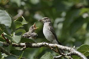 Spotted flycatcher (Muscicapa striata) feeding a chick which has just left its nestbox Spotted flycatcher (Muscicapa striata) feeding a chick which has just left its nestbox