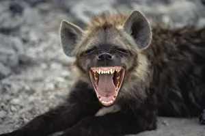 Spotted hyaena laughing {Crocuta crocuta} Kenya Spotted hyaena laughing {Crocuta crocuta} Kenya