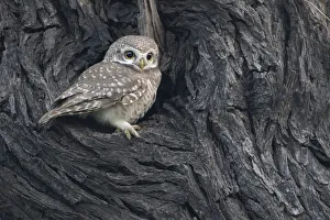 Spotted owlet ( Athena brama), Keoladeo NP, Bharatpur, India Spotted owlet ( Athena brama), Keoladeo NP, Bharatpur, India